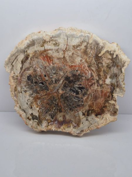 Drzewo skamieniałe plaster 1