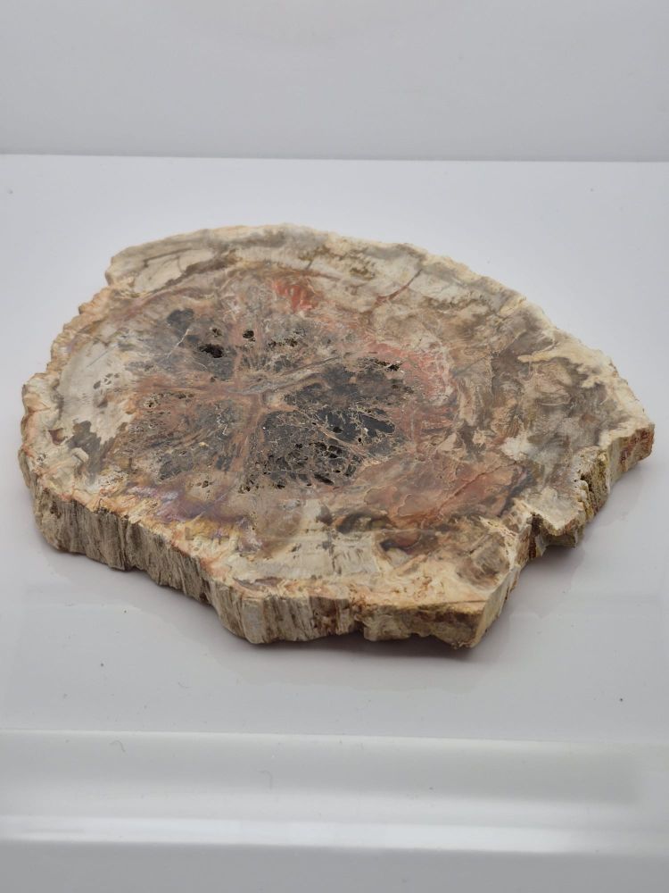 Drzewo skamieniałe plaster 1 - obrazek 2