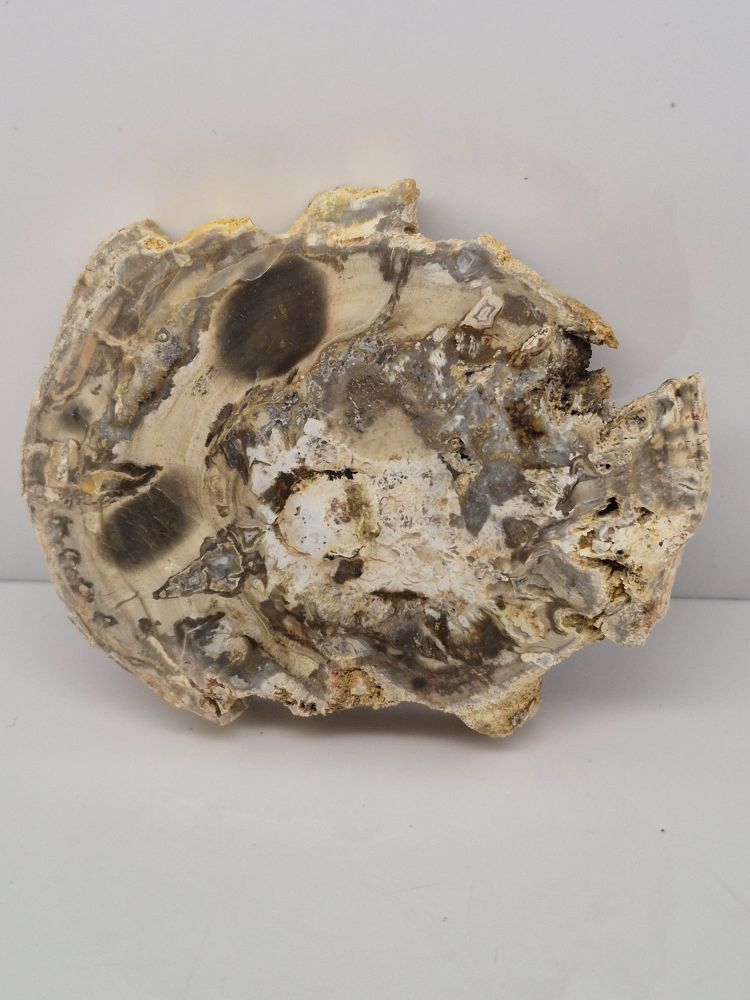 Drzewo skamieniałe plaster 2