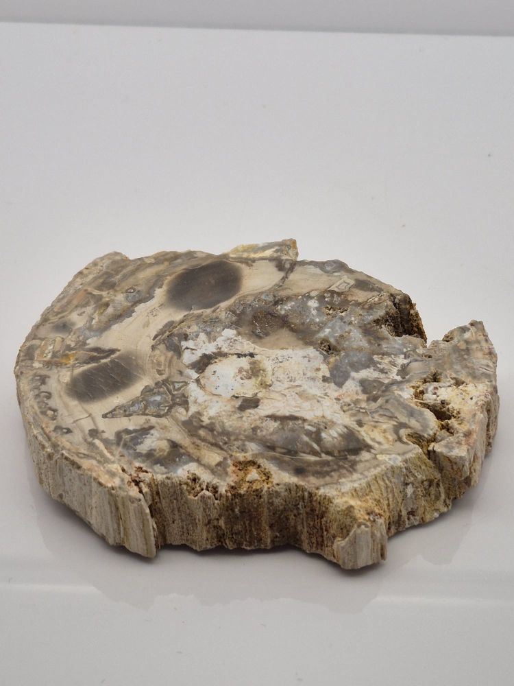 Drzewo skamieniałe plaster 2 - obrazek 2