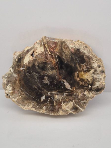 Drzewo skamieniałe plaster 3