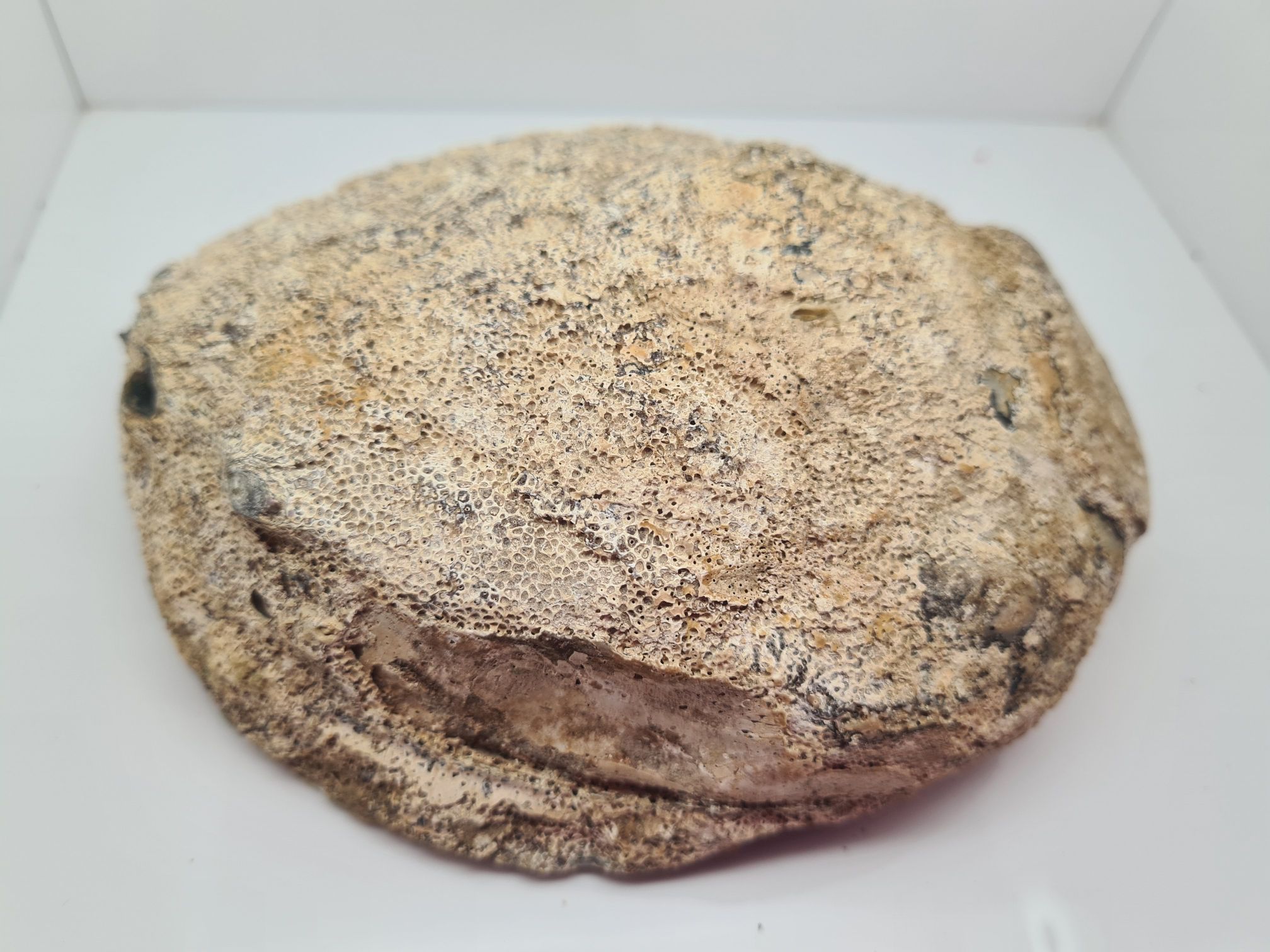Muszla uchowca (Abalone, Paua Shell) - obrazek 2
