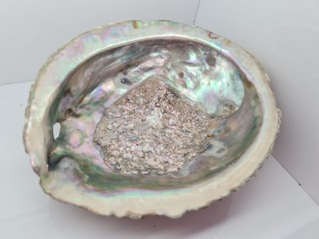 Muszla uchowca (Abalone, Paua Shell)