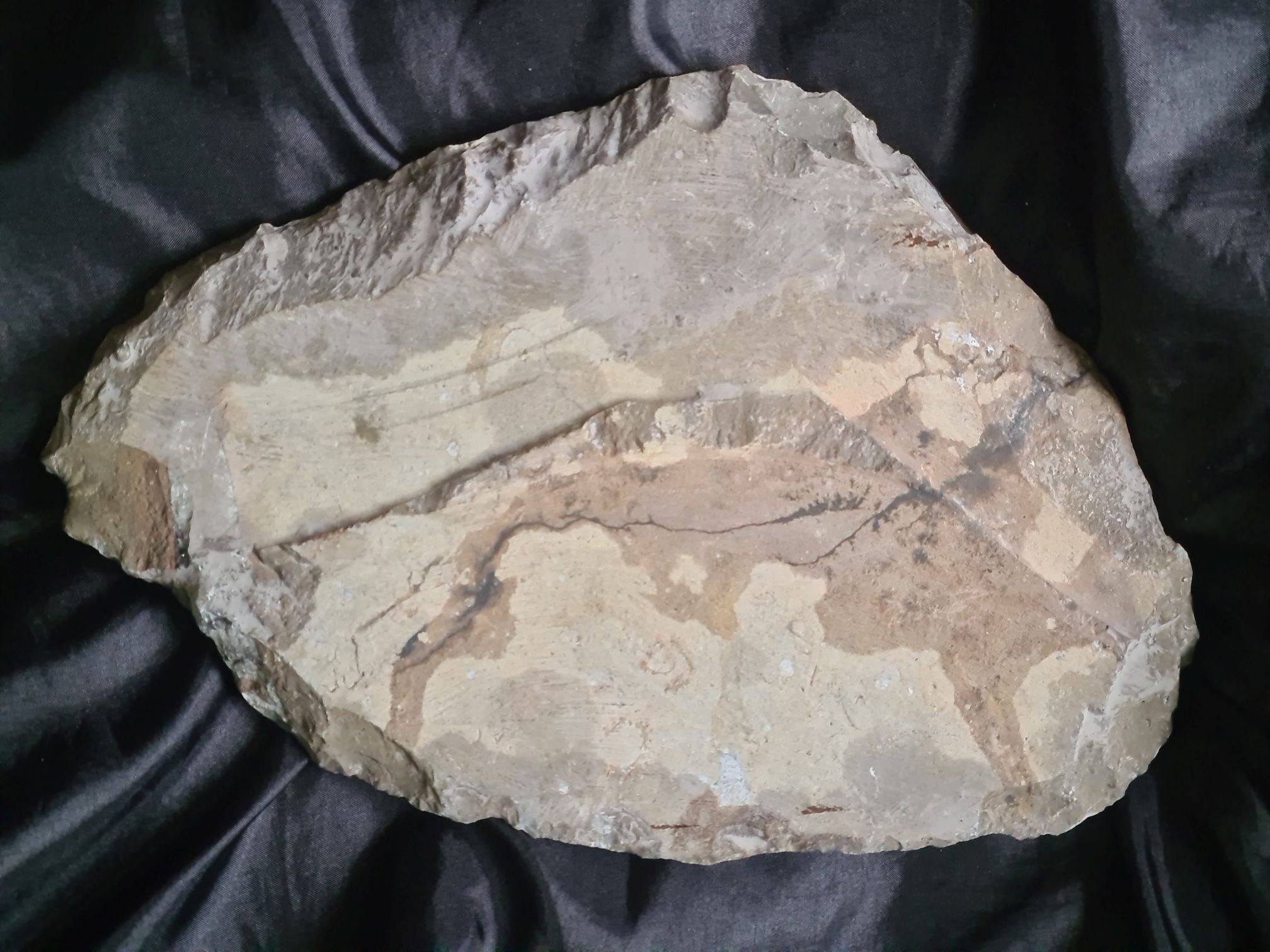 Orthoceras 2 - obrazek 2
