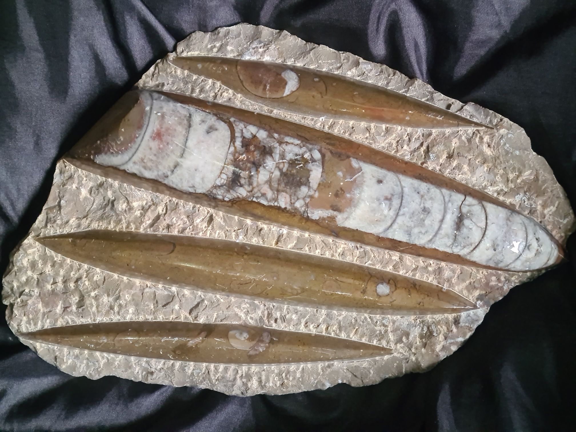 Orthoceras 2