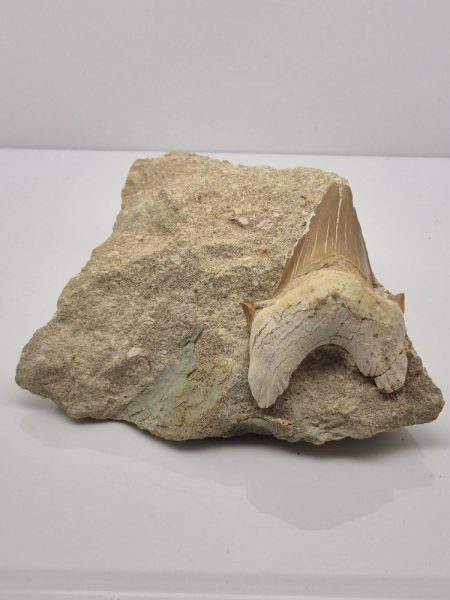 Skamieniały ząb mozazaura 1