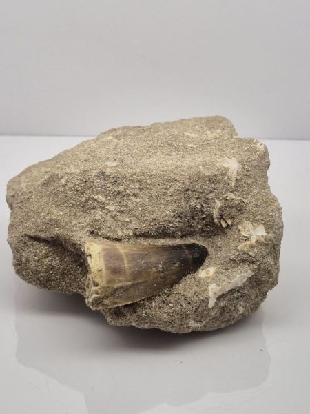 Skamieniały ząb mozazaura 2